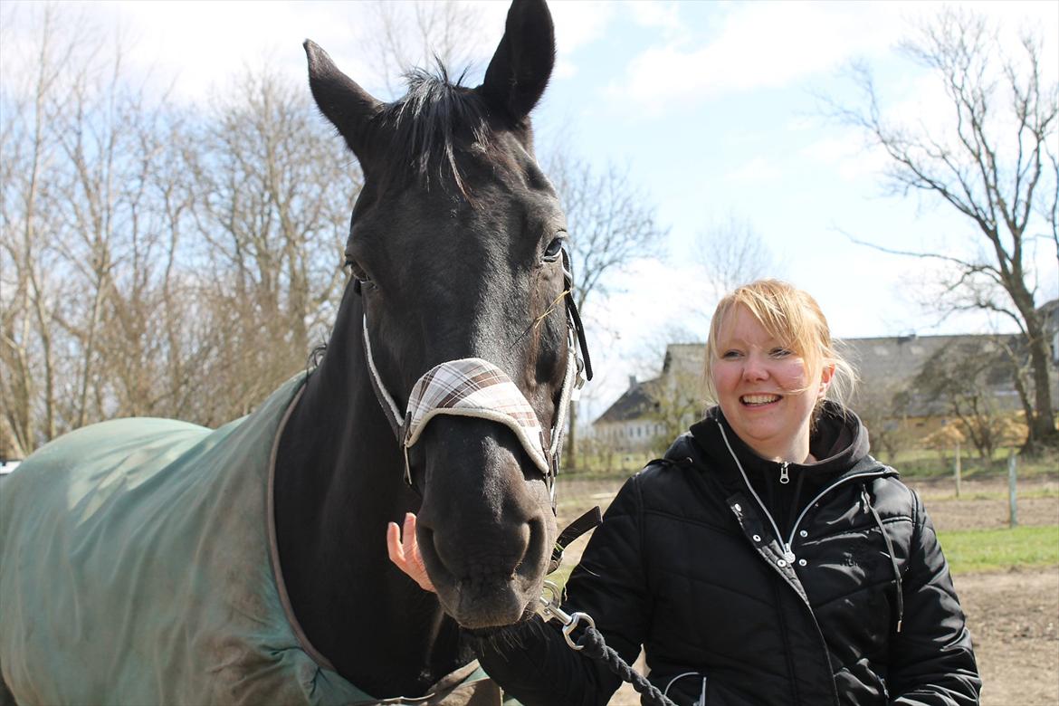 Dansk Varmblod Zippo billede 8