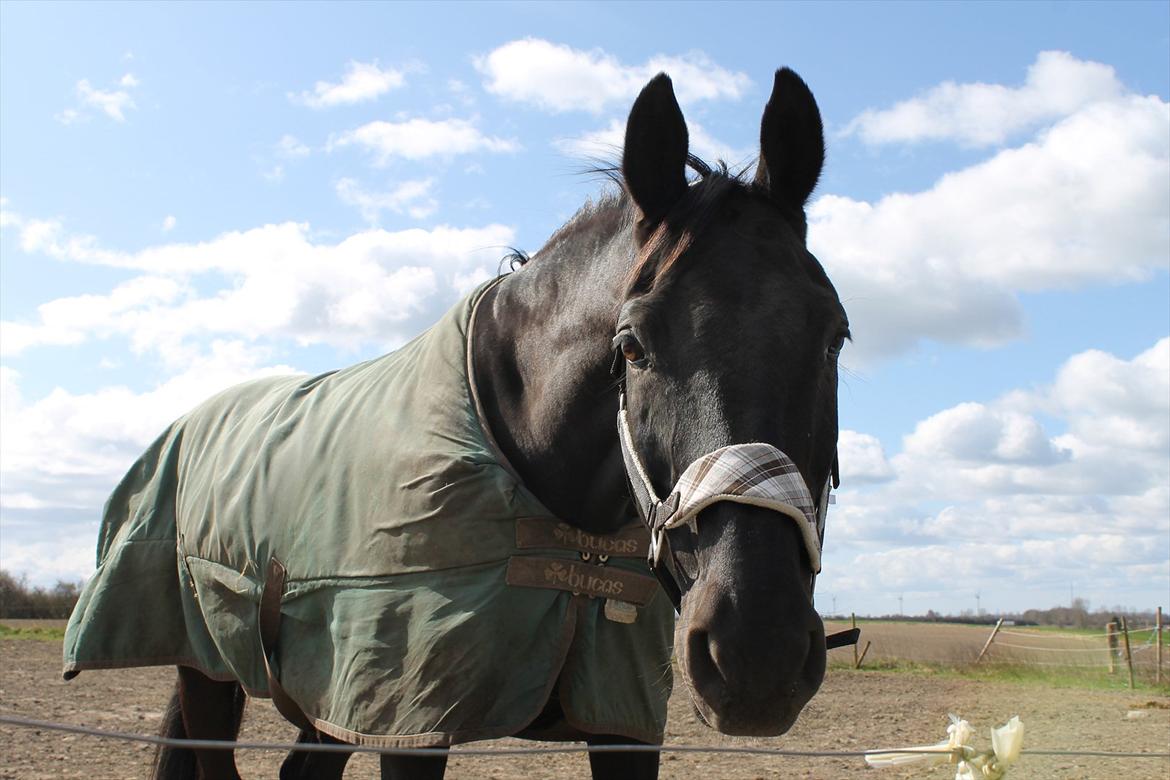 Dansk Varmblod Zippo billede 9