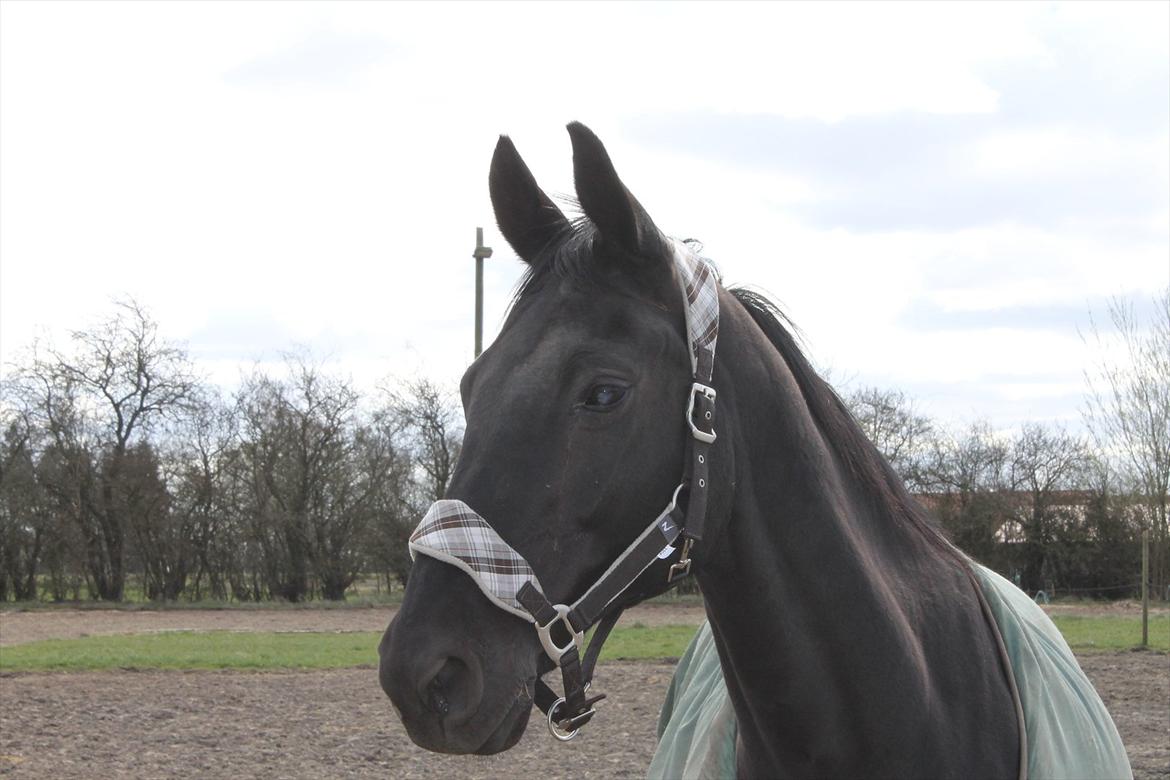 Dansk Varmblod Zippo billede 10