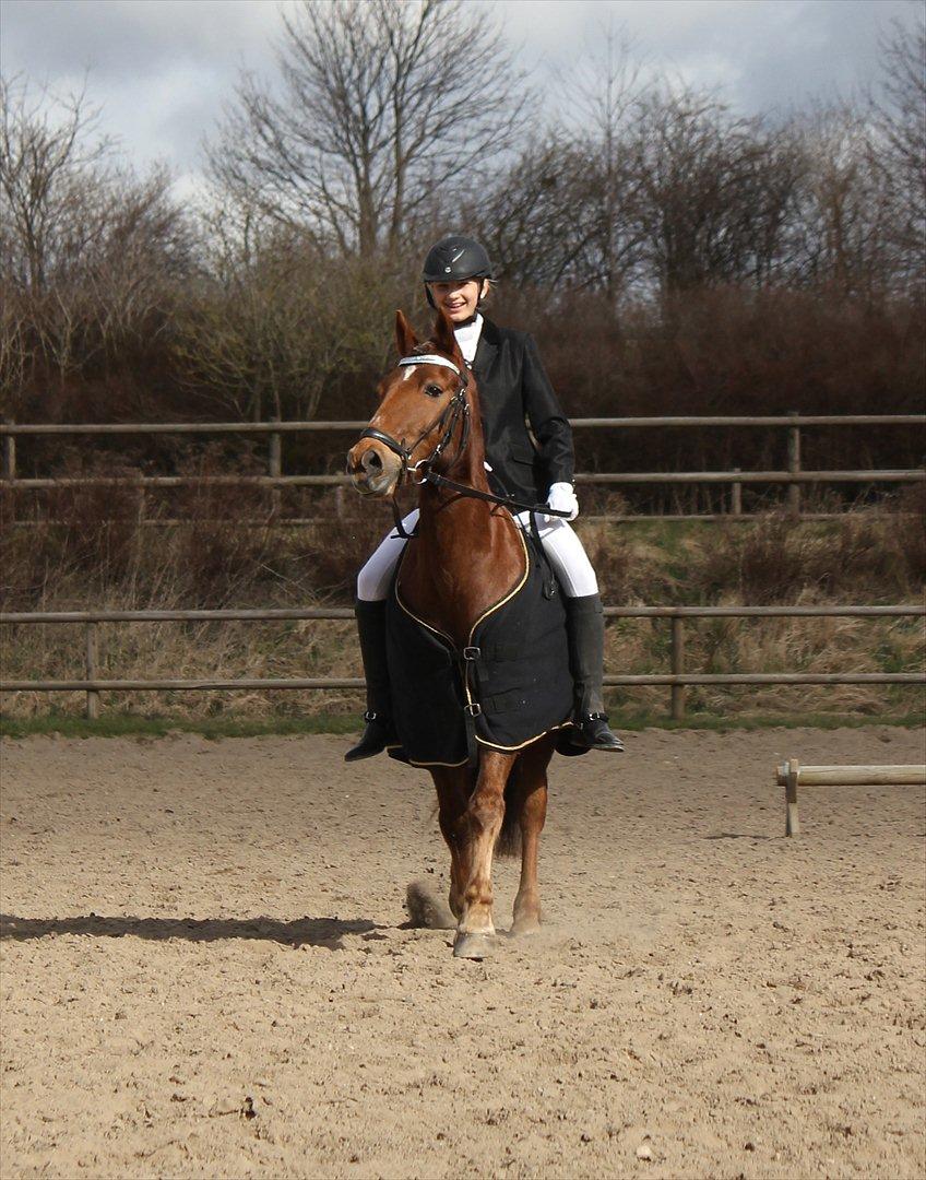 Anden særlig race Vesterleds Tobbi *Toppen af poppen* - Efter en LC3 og LB3 :)

My beauty pony<3 billede 16