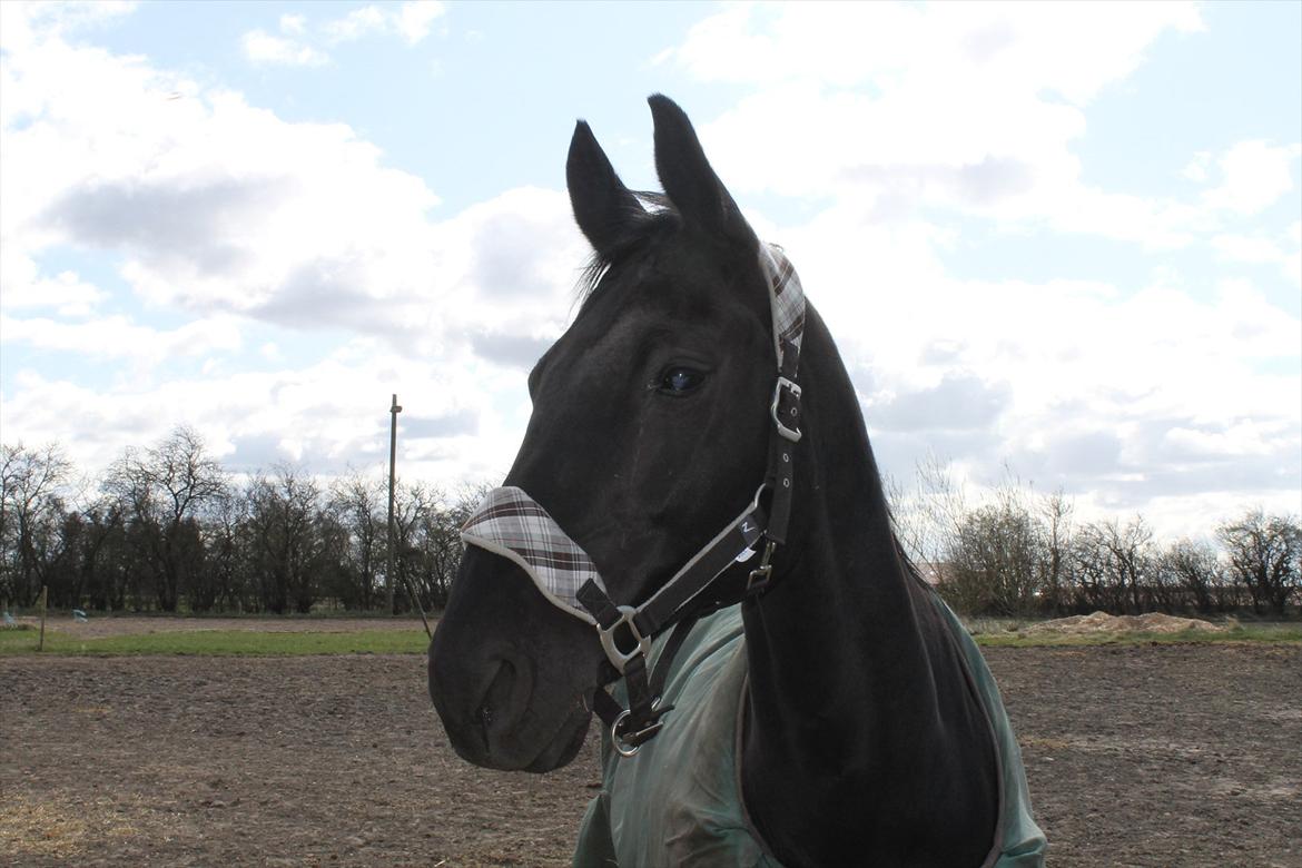 Dansk Varmblod Zippo billede 11