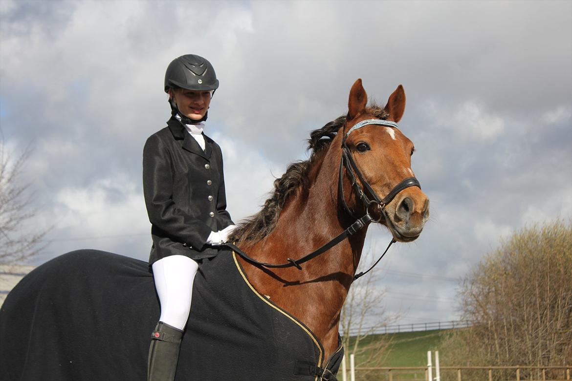 Anden særlig race Vesterleds Tobbi *Toppen af poppen* - Efter et vellykket stævne billede 8