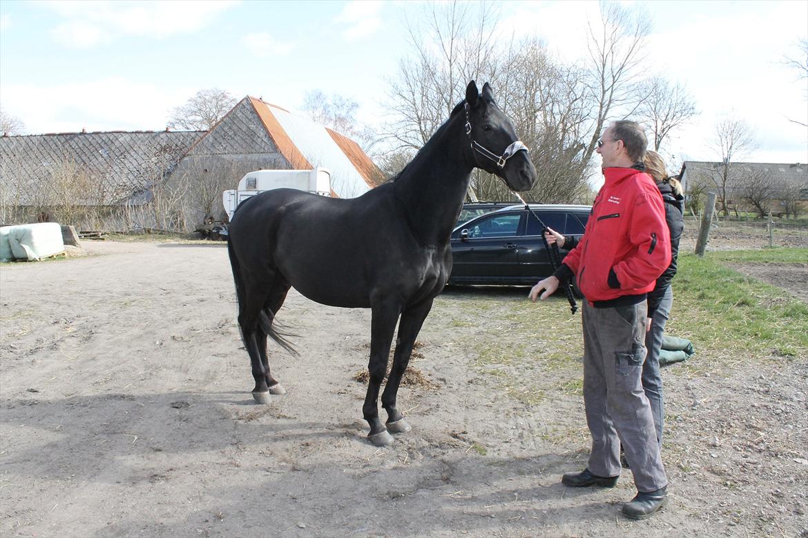 Dansk Varmblod Zippo billede 12