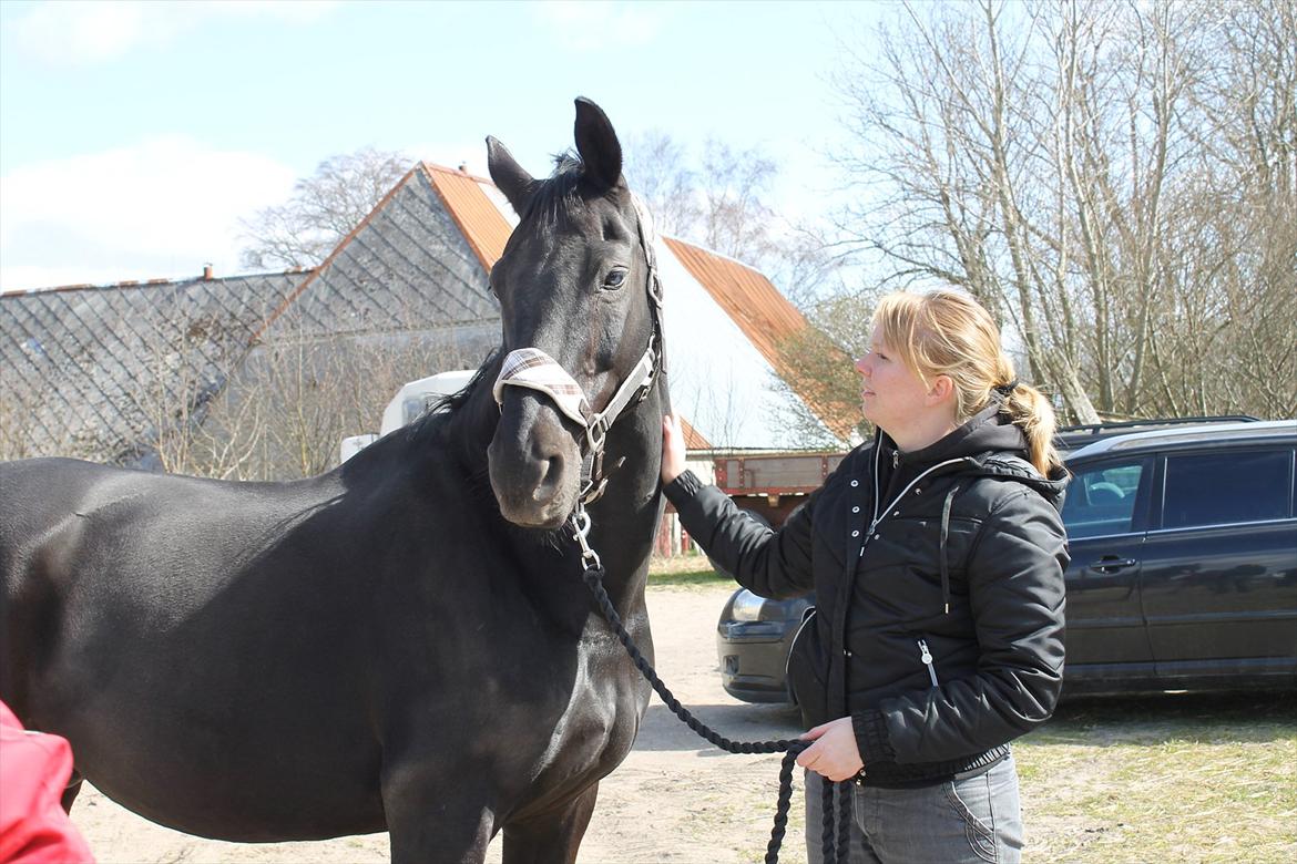 Dansk Varmblod Zippo billede 13