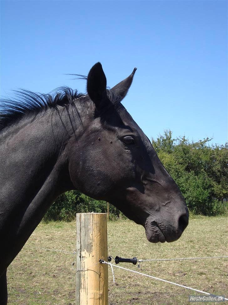 Dansk Varmblod Zippo billede 14