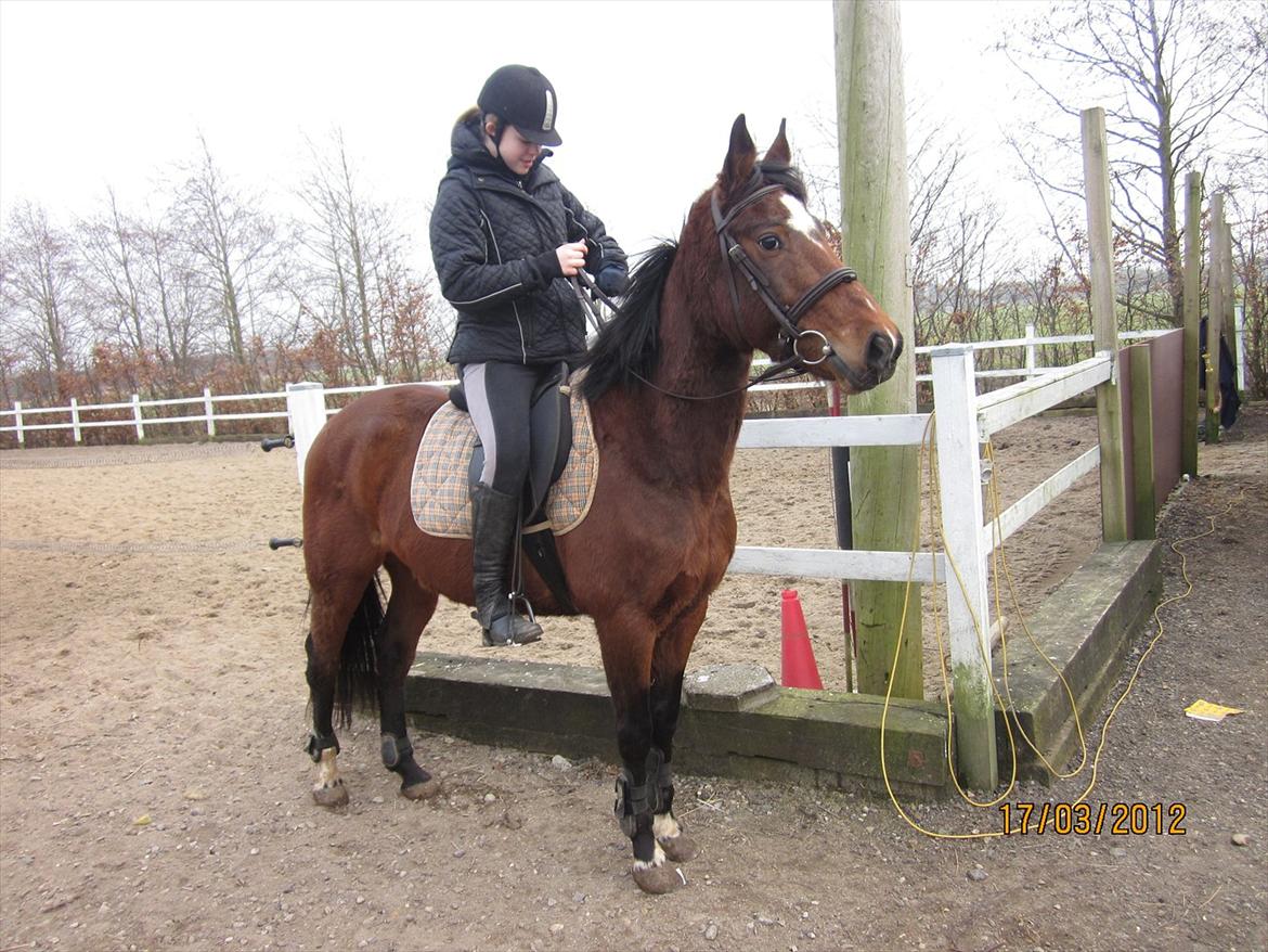 Anden særlig race Avanti SOLGT :( billede 8