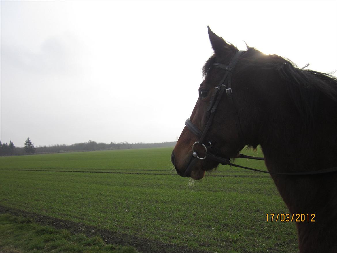 Anden særlig race Avanti SOLGT :( billede 9