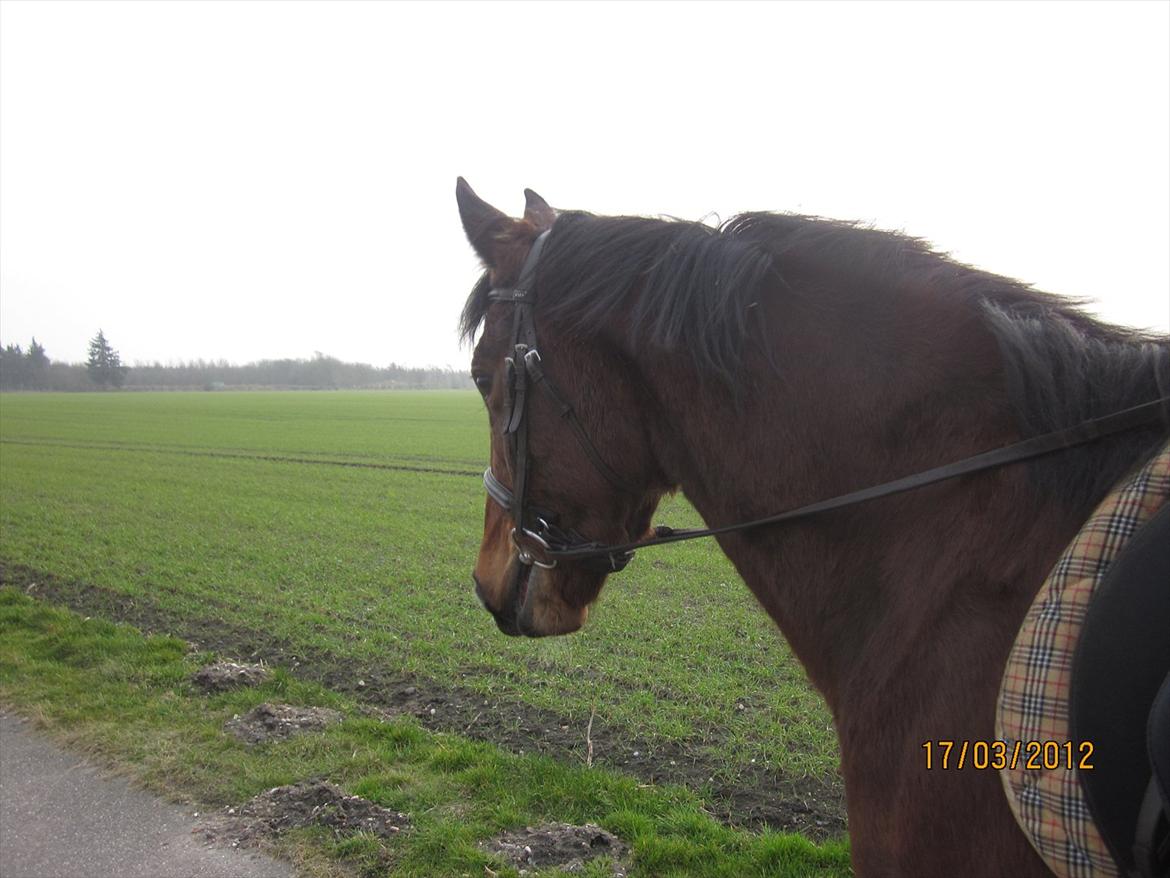 Anden særlig race Avanti SOLGT :( billede 10