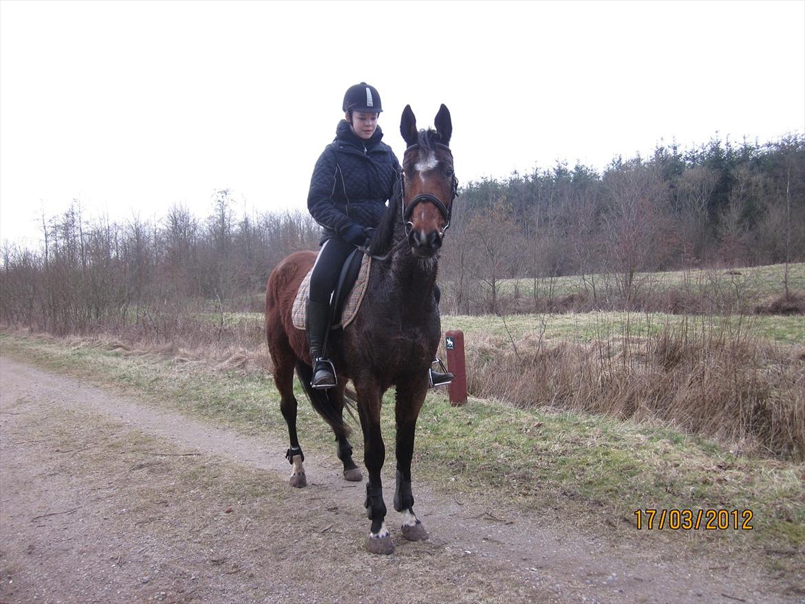 Anden særlig race Avanti SOLGT :( billede 11