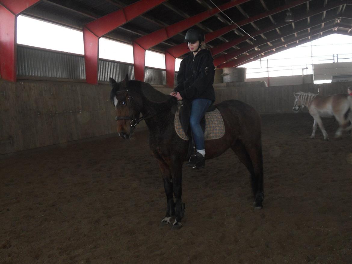 Anden særlig race Avanti SOLGT :( billede 12