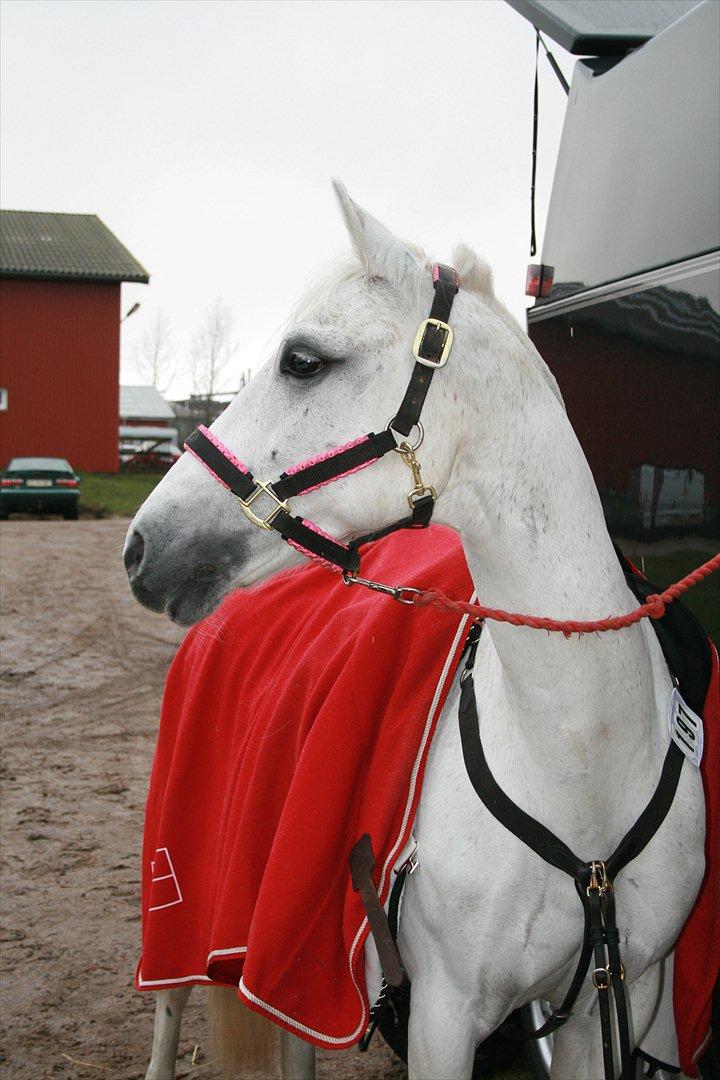 Anden særlig race Star B-PONY! - stævne i ikast, i januar 2012. billede 10