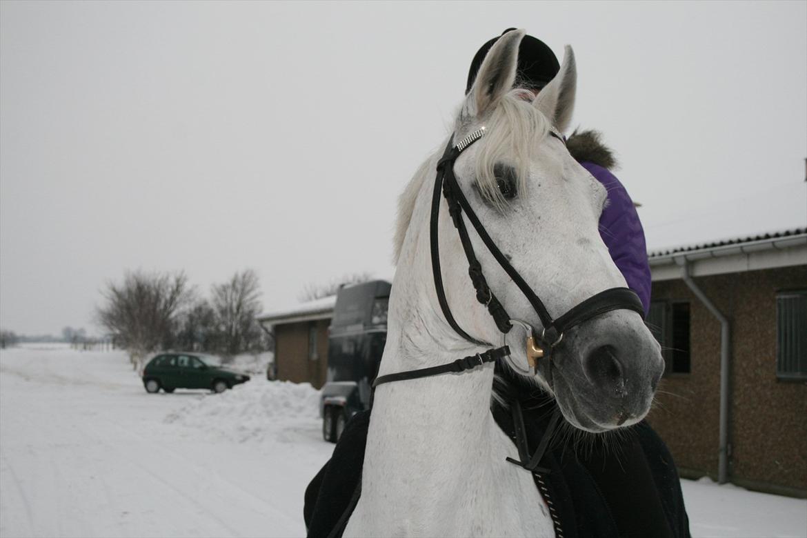 Anden særlig race Star B-PONY! - star i sne 2012 :-) billede 12