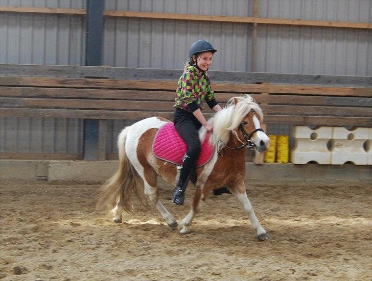 Anden særlig race Frida  - Trine prøver Frida(;  5 gang med rytter 1. april billede 11