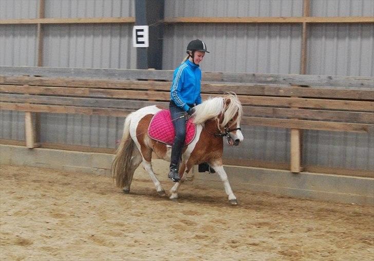 Anden særlig race Frida  -  5 gang med rytter 1. april billede 12