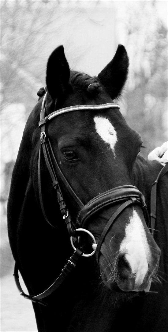 Welsh Cob (sec D) Thornvig Shadow - Køn lille stævnepony;) billede 14