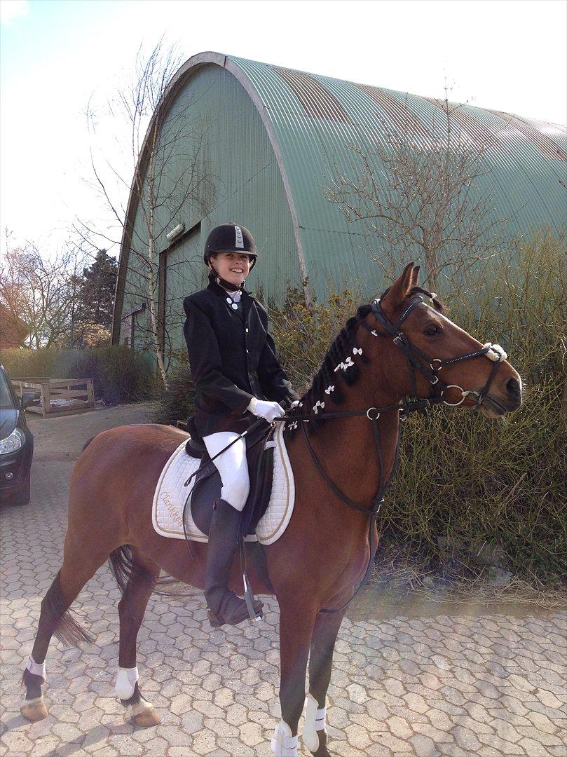 Anden særlig race Clarikken - Stolt rytter og pony! Stævne i Hashøj 31/03-12  Stjernen ★
 billede 14