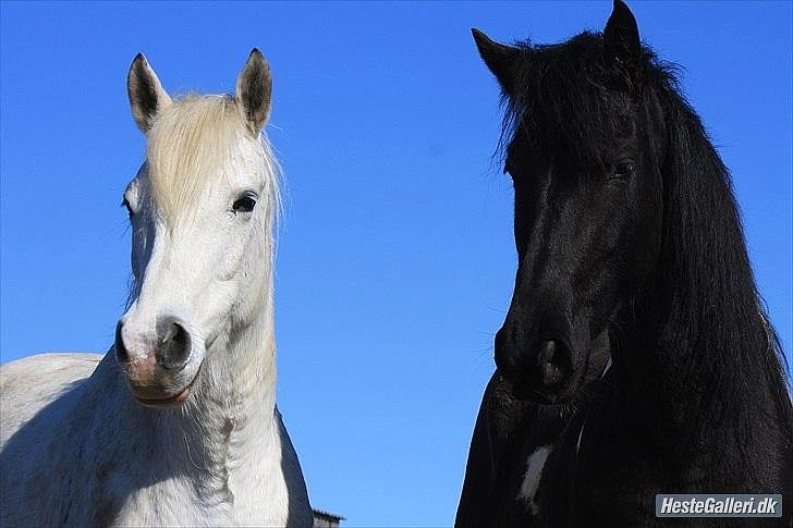 Pinto Rollo | Savnet & elsket foraltid | - 8. "The days fells like years when im alone.. " Foto: Signe. billede 8