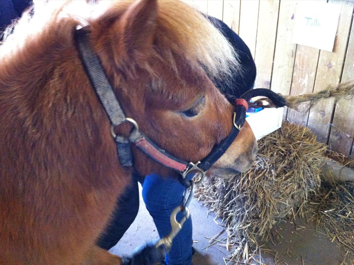 Shetlænder Seppo billede 9