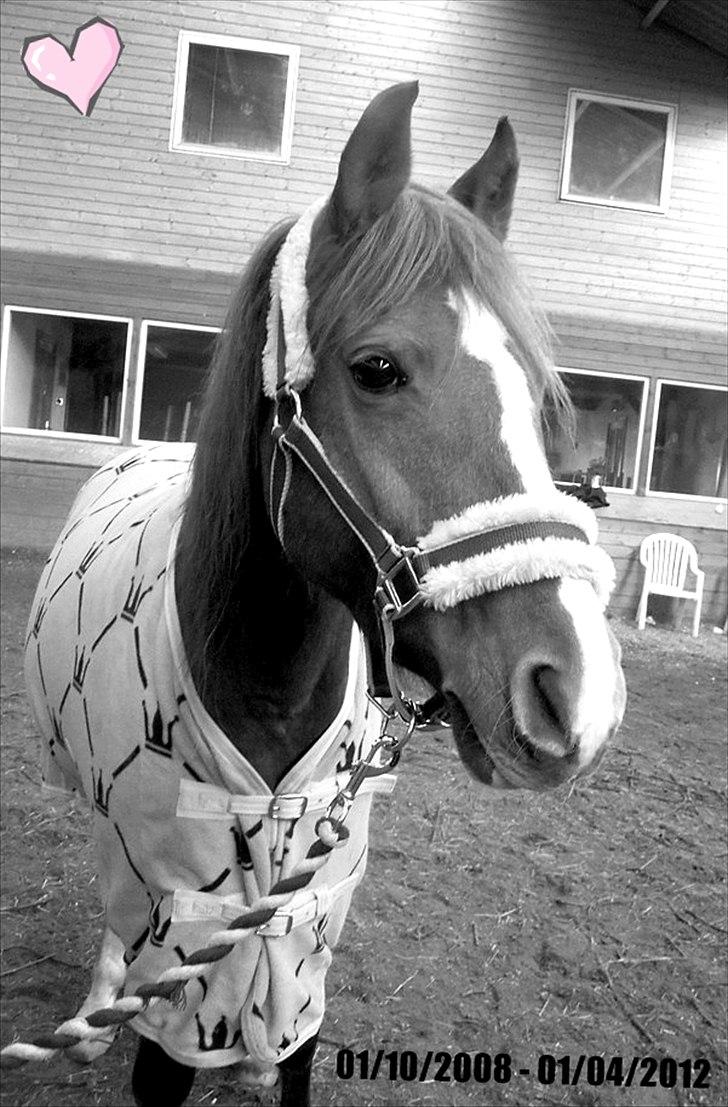 Anden særlig race Joy - Jeg ved du har det godt, selvom du ikke længere er min! [Fotograf: Laura Dalsgaard Hansen - med digitalkamera, syg god kvalitet!] billede 17