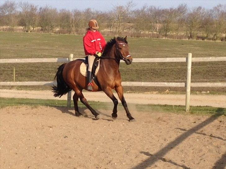 Welsh Cob (sec D) Hatting Aron billede 19