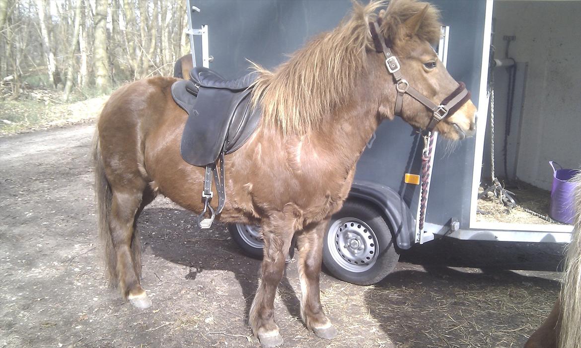 Islænder Friða fra Hellum  billede 17