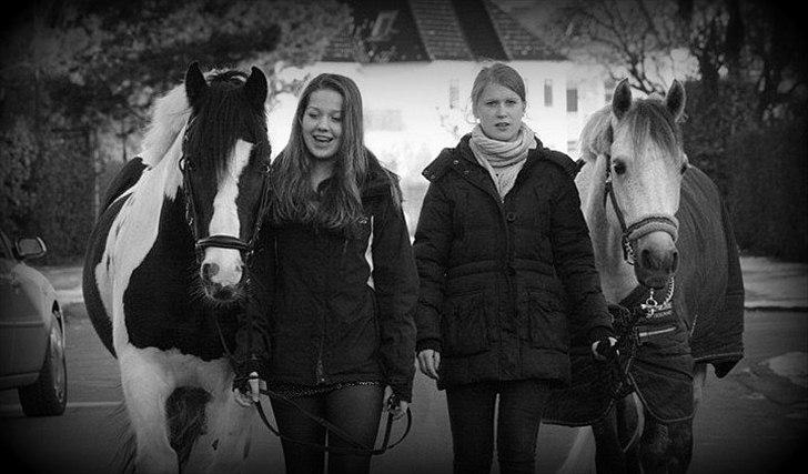 Connemara | Nørlunds Irish Rose | Made in heaven - Rose & Mars <3  billede 17