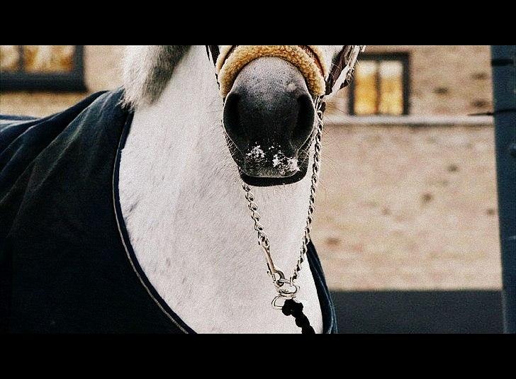 Connemara | Nørlunds Irish Rose | Made in heaven - Rose, vinter 2012 <3  billede 12