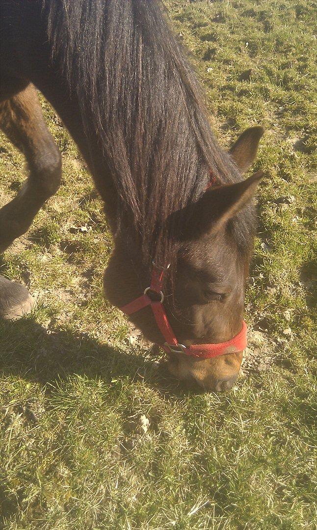 Anden særlig race Nowy rok billede 13