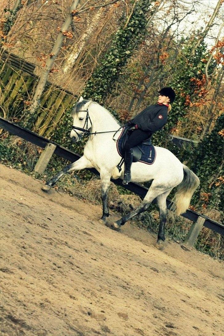 Connemara | Nørlunds Irish Rose | Made in heaven - Dressur 2012 billede 7