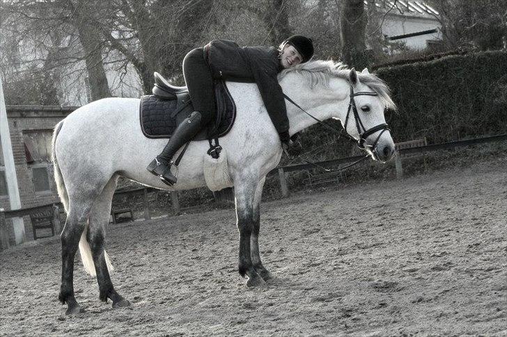 Connemara | Nørlunds Irish Rose | Made in heaven - Velkommen til Roses profil <3 
Tag et kig og smid en kommentar med bedømmelse! 
 billede 1