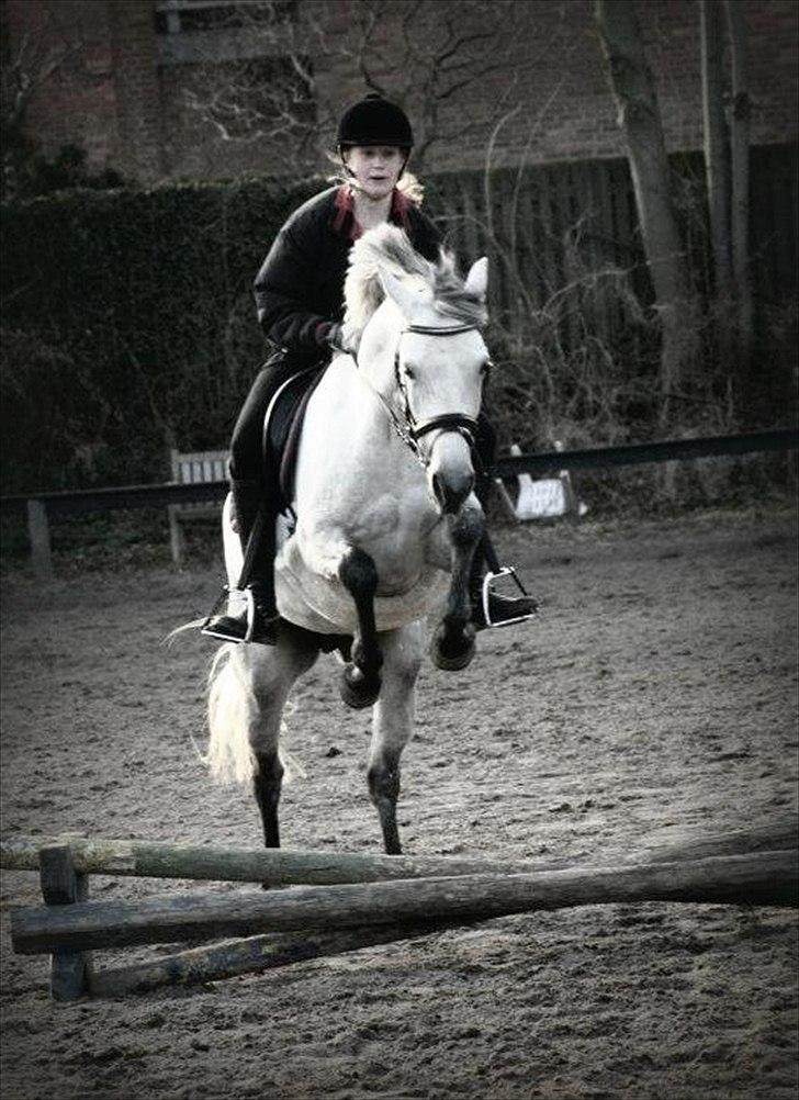 Connemara | Nørlunds Irish Rose | Made in heaven - Forår 2012  billede 5