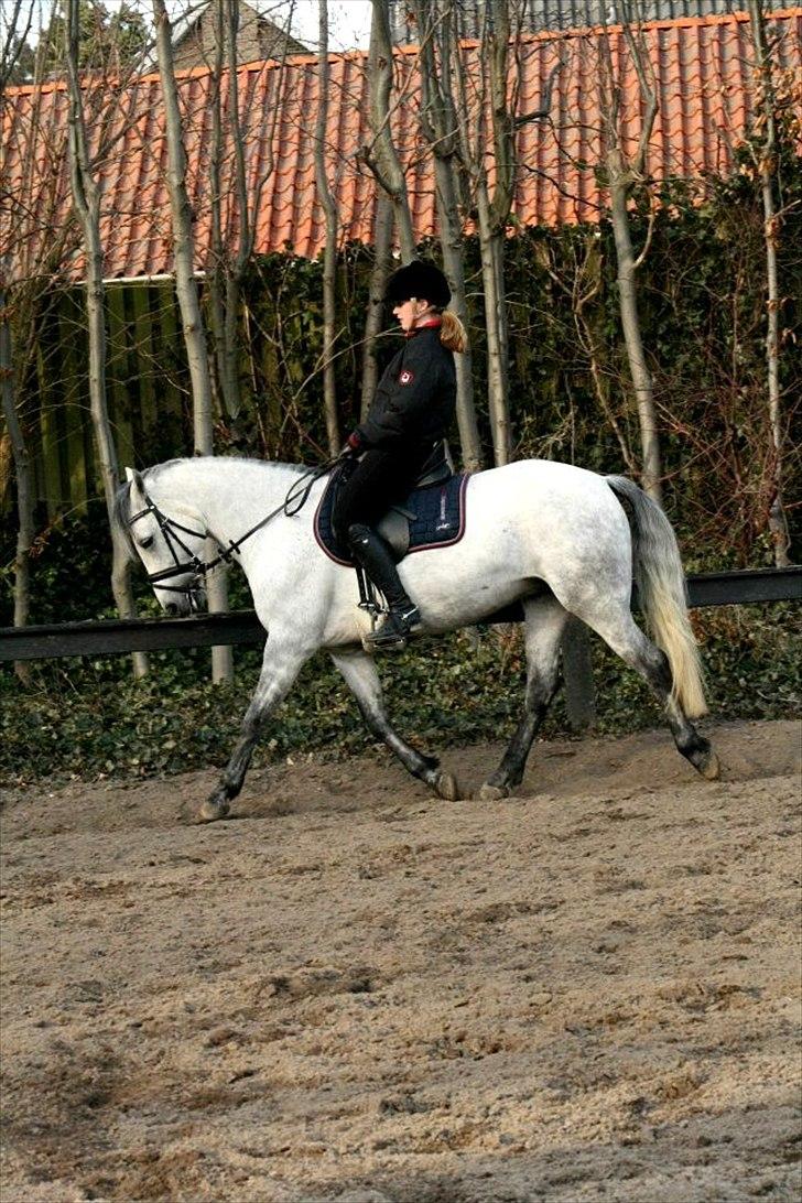 Connemara | Nørlunds Irish Rose | Made in heaven - Dressur 2012 <3  billede 11