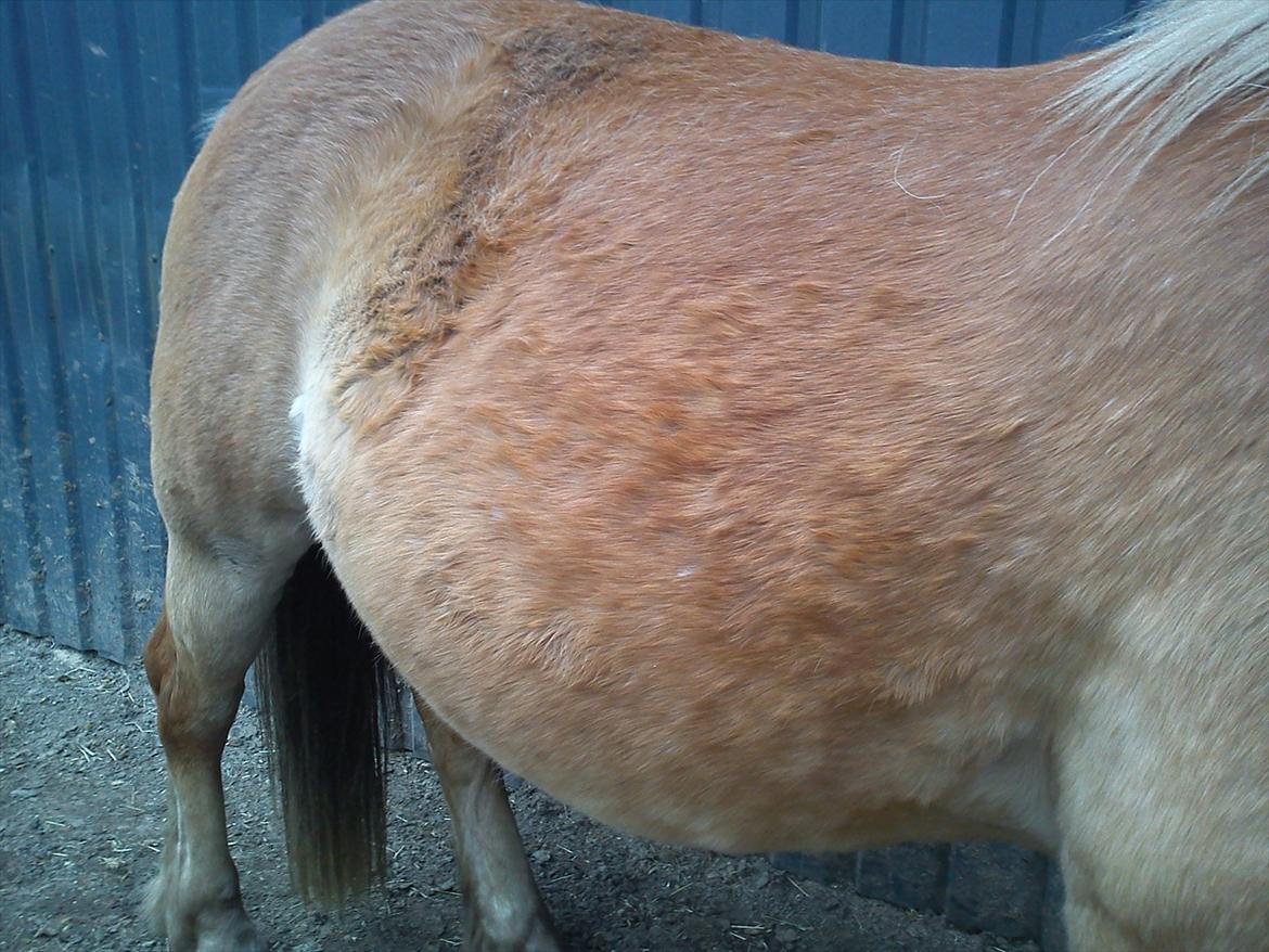 Haflinger Henrietta - Henna bliver Føl-tykkere og tykkere:-D billede 12