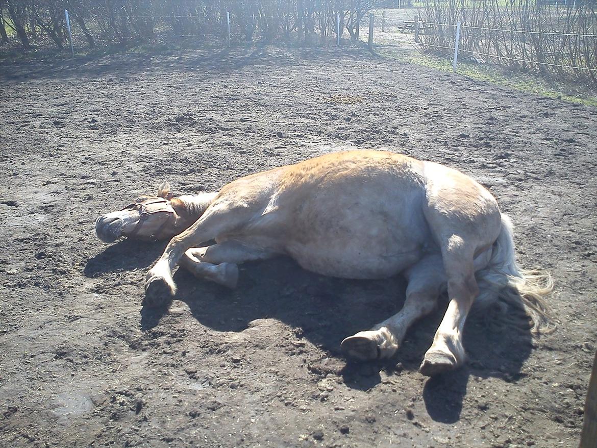 Haflinger Henrietta - Puha hvor er det hårdt at være tyk.. nu skulle føllet gerne komme inden for 14dage-3 uger :-D billede 13