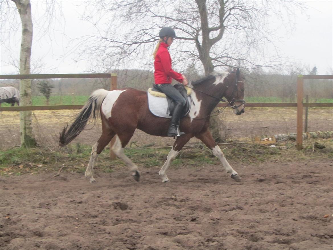 Pinto Shakira billede 7