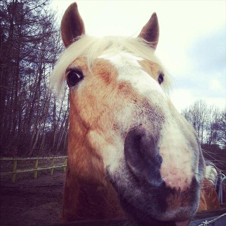 Haflinger Absalon - *6 (Basse) billede 9