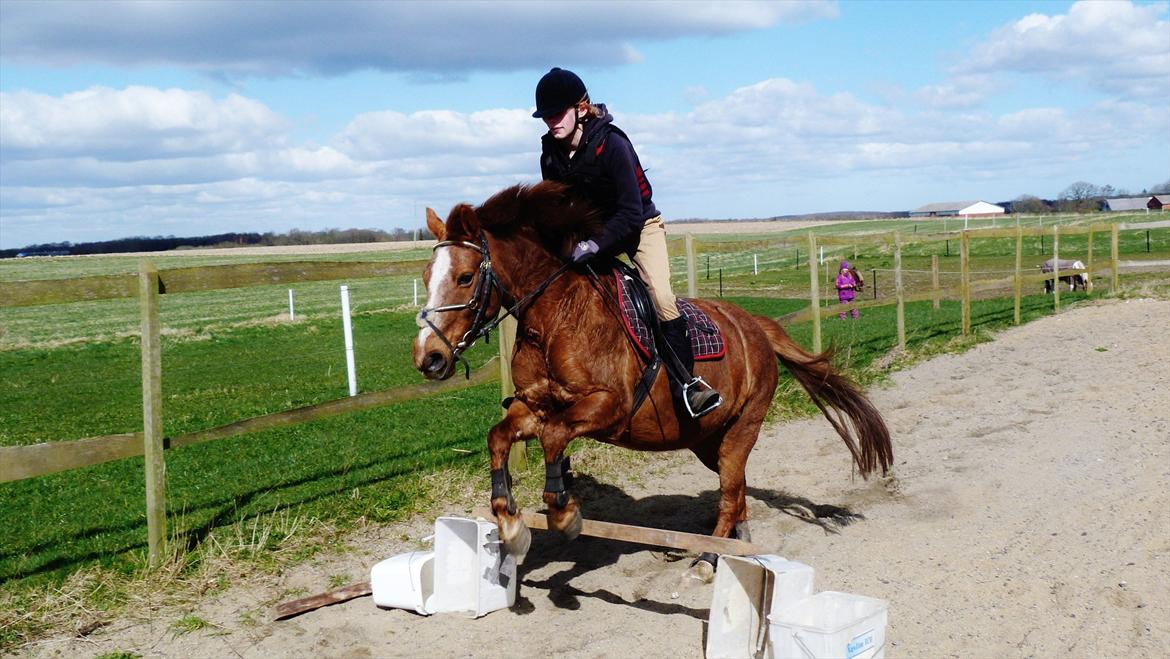 Anden særlig race Holmens Molly<3  *solgt :'S* - Der er intet mere værdifuldt i denne verden end følelsen af at være ønsket.<3 billede 9