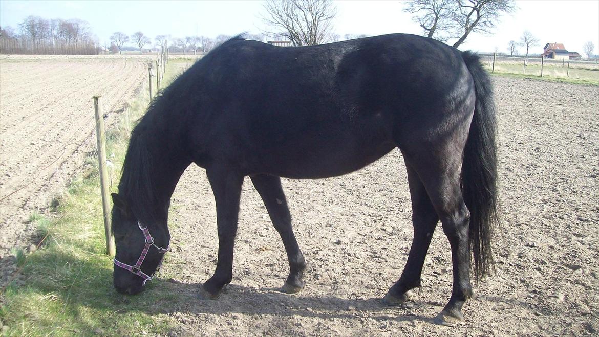 Anden særlig race Briza - tykke briza. billede 13