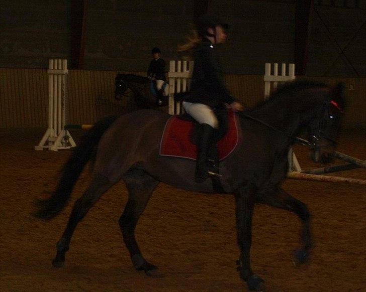 New Forest Lady Antares Stjernen!<33 - Den smukke Lady-mus!!♥:* billede 8