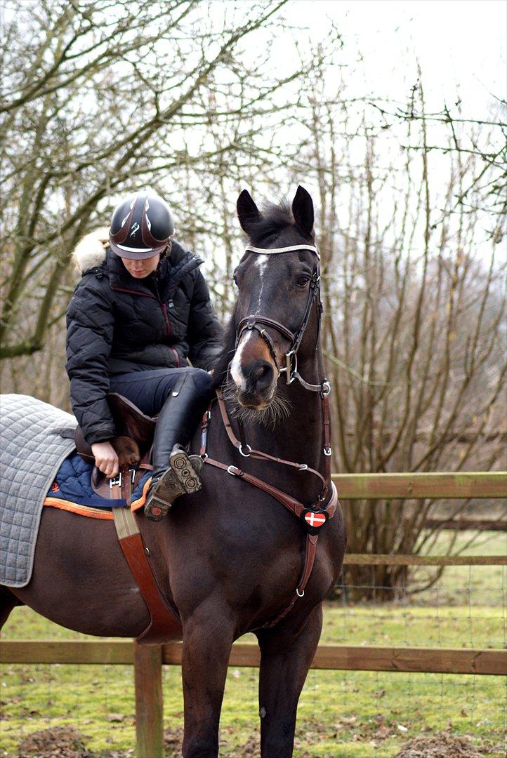 Hollandsk Varmblod Tim Town - Billedet taget af Line Andersen billede 7
