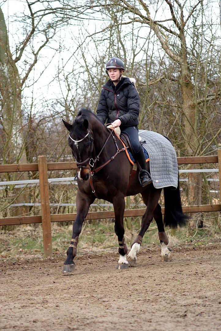 Hollandsk Varmblod Tim Town - Billede taget af Line Andersen billede 13