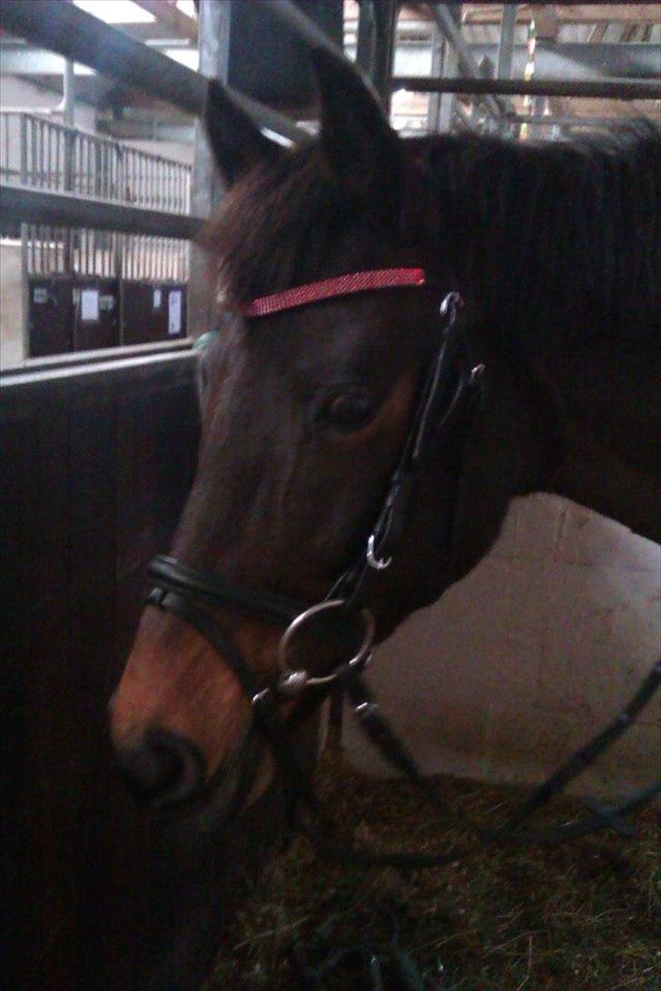 New Forest Lady Antares Stjernen!<33 billede 11