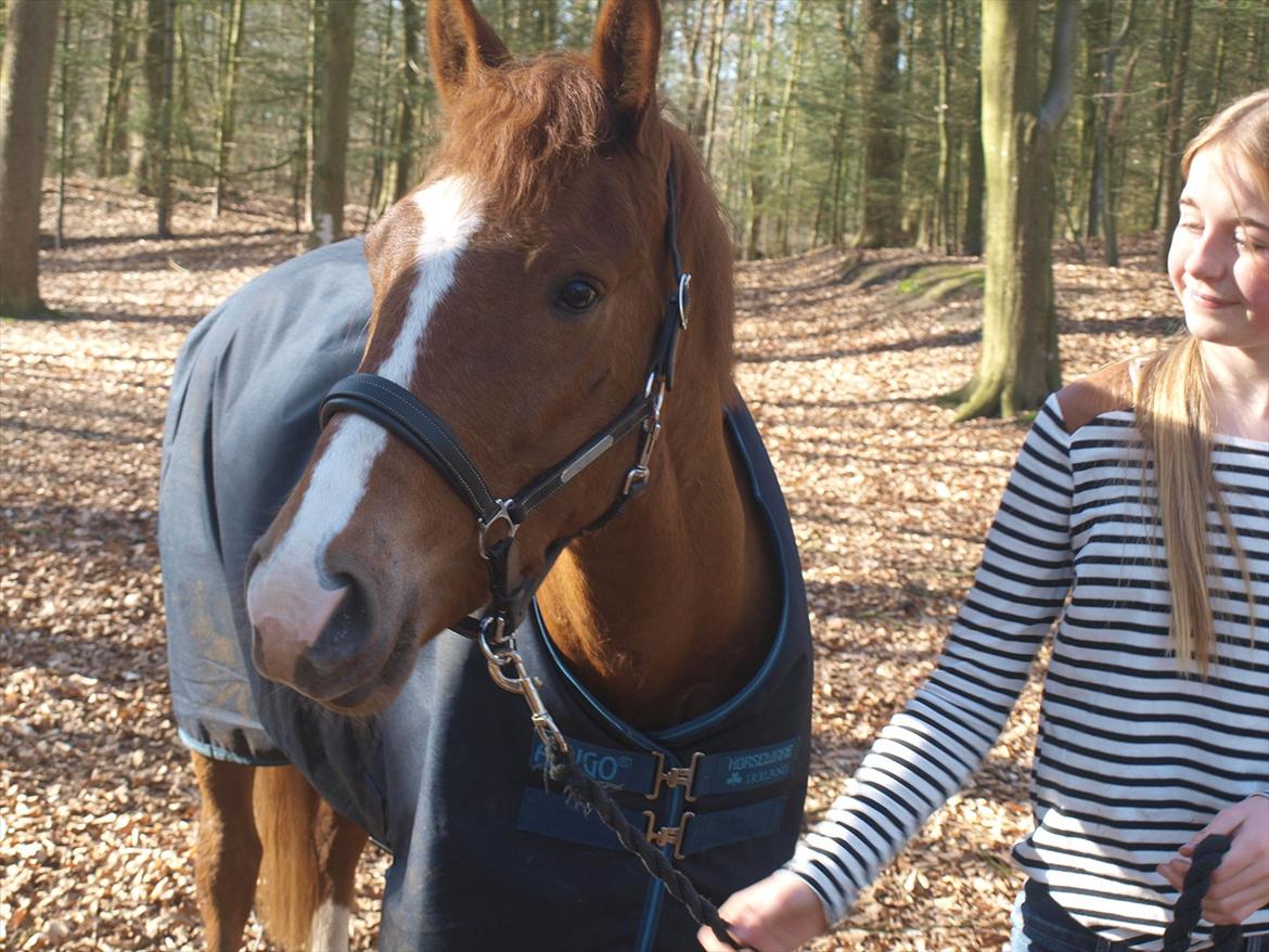 New Forest Paick billede 6