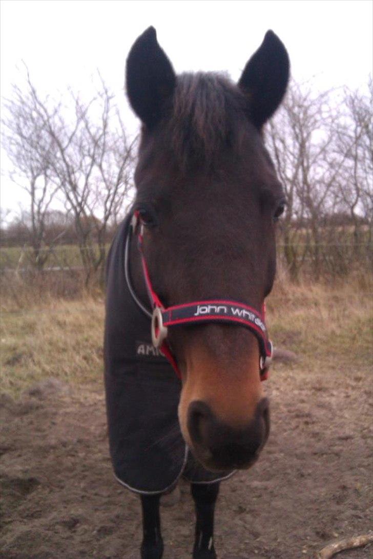 New Forest Lady Antares Stjernen!<33 billede 12