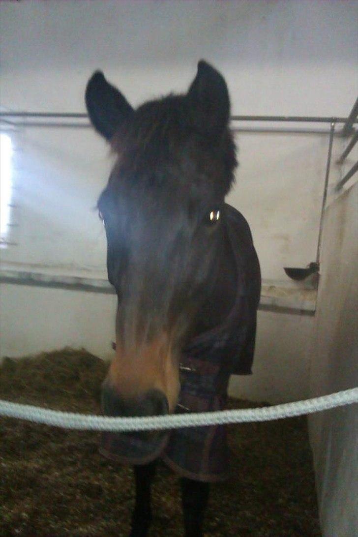 New Forest Lady Antares Stjernen!<33 - Smukke!<3<3 billede 13