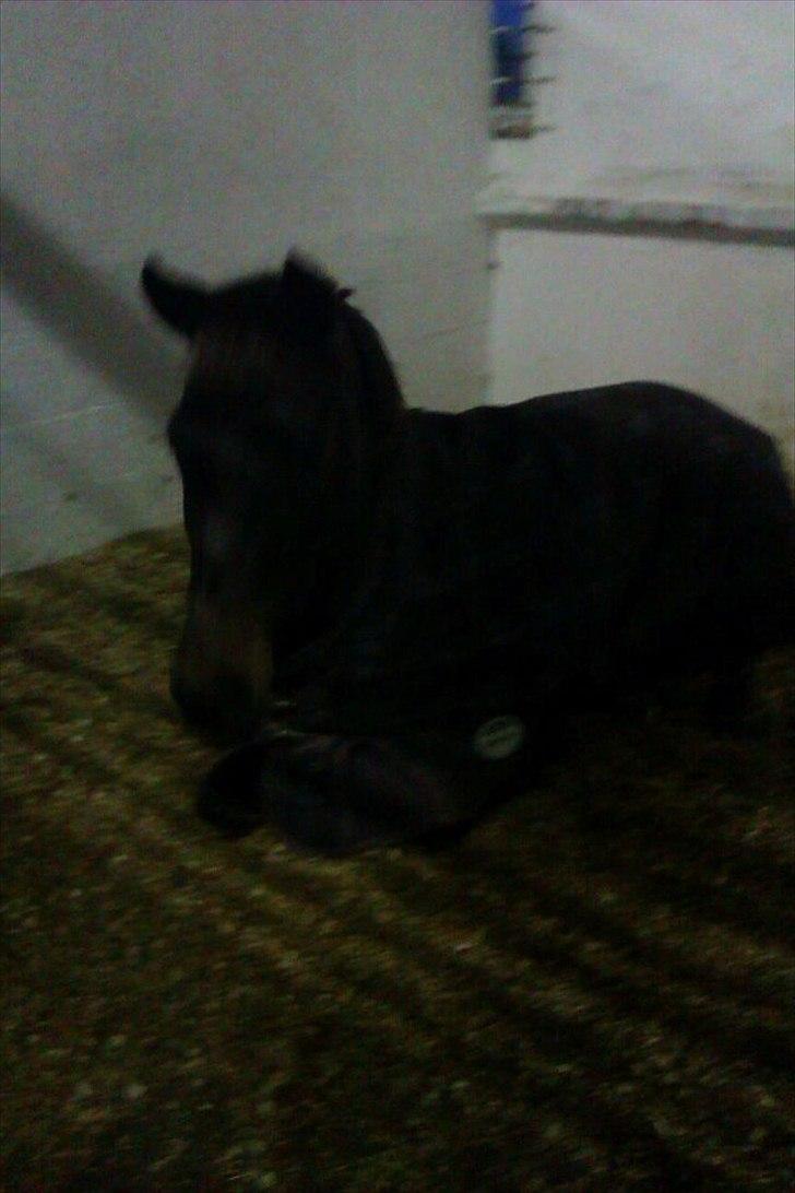 New Forest Lady Antares Stjernen!<33 - Søøøøøøøøød!!<3<3:* billede 15