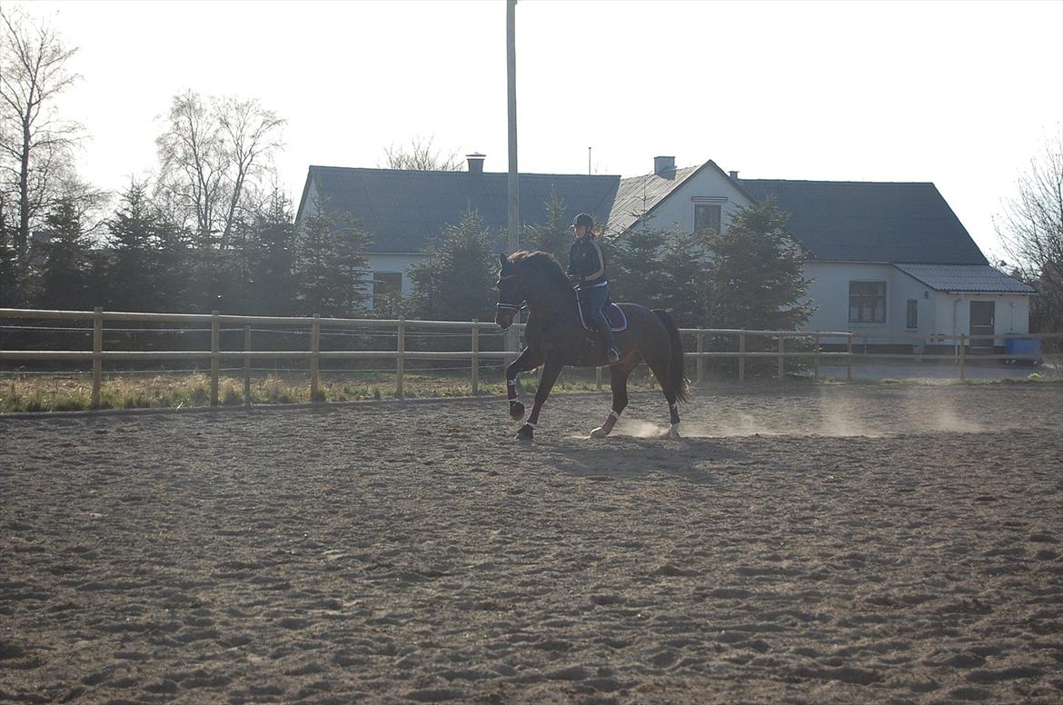 Oldenborg Palnatoke af hethe(Palle) - Fra træning d.27.3-12 :D billede 11