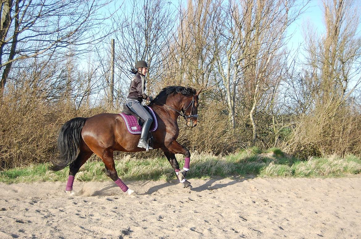 Oldenborg Palnatoke af hethe(Palle) - Fra træning d.27.3-12 :D billede 12