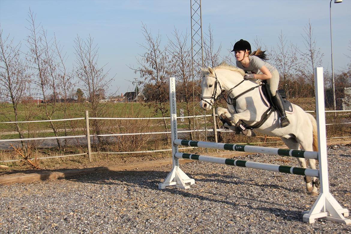 Anden særlig race Whisdom By Jazz [Søsters] - Springtræning hjemme, Marts 2012 Foto: Mor billede 15