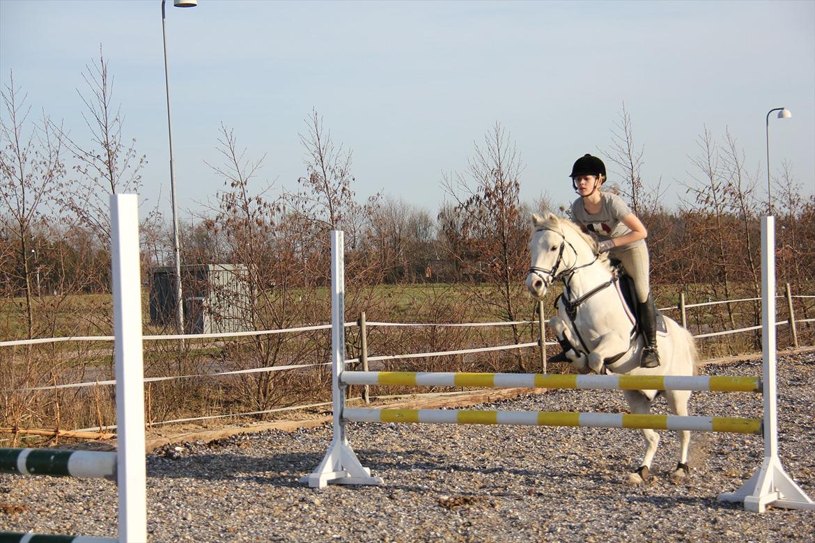 Anden særlig race Whisdom By Jazz [Søsters] - Springtræning hjemme, Marts 2012 Foto: Mor billede 16